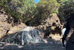 オークランド発：美しいビーチウォーク付きピハのガイド付きツアー