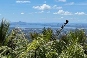 オークランド発：美しいビーチウォーク付きピハのガイド付きツアー