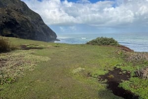 オークランド発：美しいビーチウォーク付きピハのガイド付きツアー
