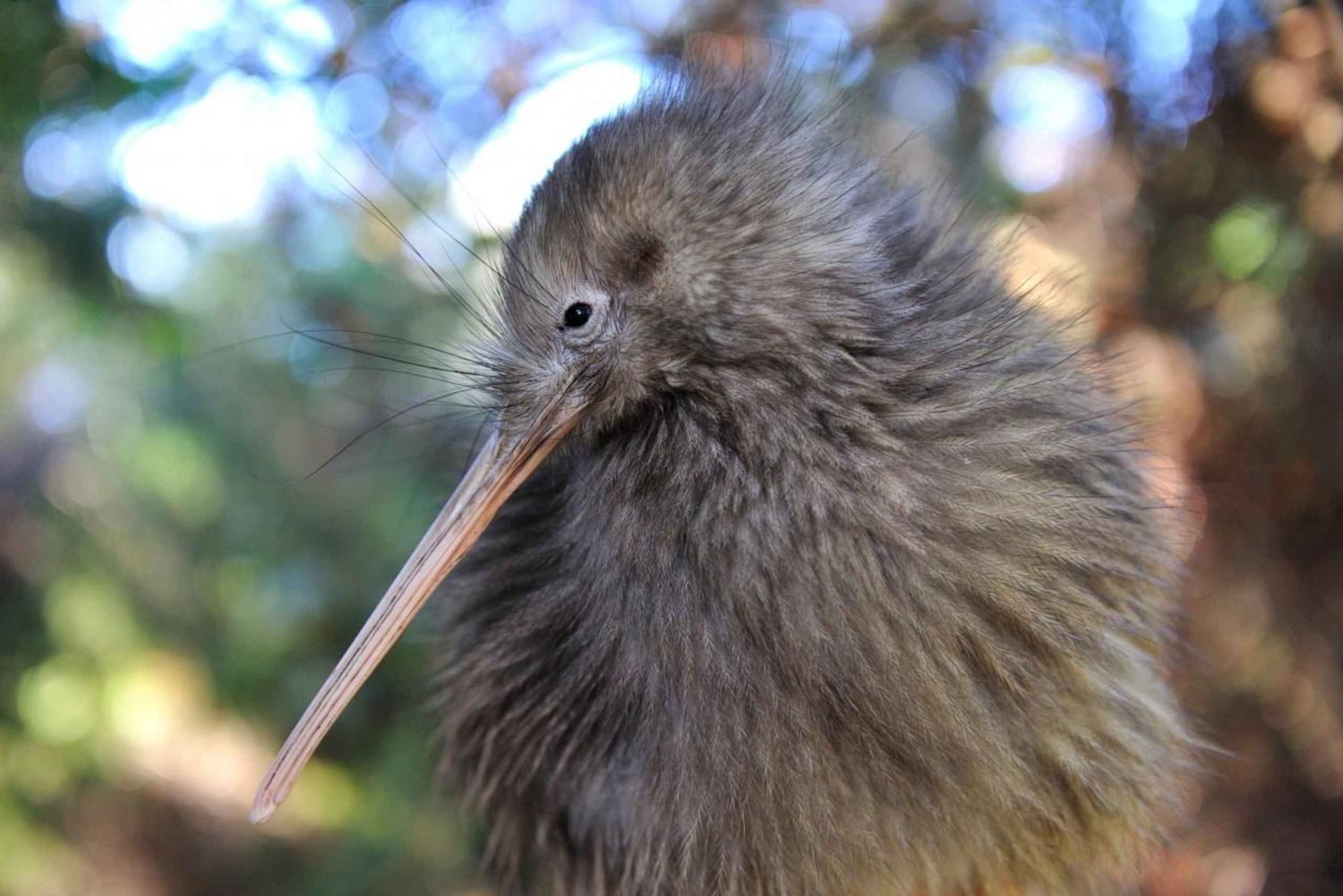 From Auckland: Kiwi Bird Encounter & 3-Course Dinner Tour