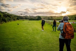 Vanuit Auckland: Kiwi Bird Encounter & 3-gangen diner tour