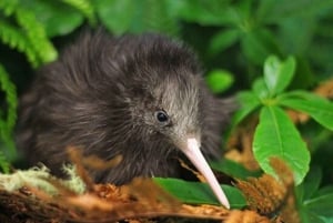 Vanuit Auckland: Kiwi Bird Encounter & 3-gangen diner tour