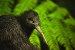 Vanuit Auckland: Kiwi Bird Encounter & 3-gangen diner tour