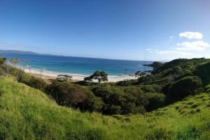 Vanuit Auckland: Kiwi Bird Encounter & 3-gangen diner tour