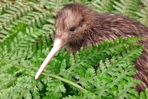 Vanuit Auckland: Kiwi Bird Encounter & 3-gangen diner tour