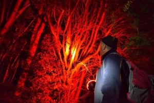 Vanuit Auckland: Kiwi Bird Encounter & 3-gangen diner tour