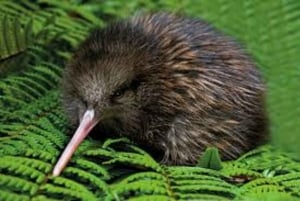 Vanuit Auckland: Kiwi Bird Encounter & 3-gangen diner tour