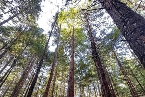 Da Auckland: tour privato di un giorno a Rotorua con esperienza termale