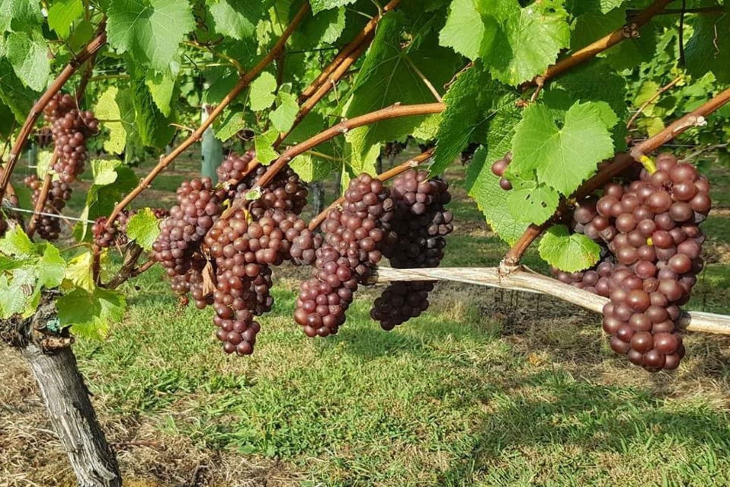 From Auckland: Small Group Kumeu Wine Tour with Lunch