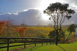 From Auckland: Small Group Kumeu Wine Tour with Lunch