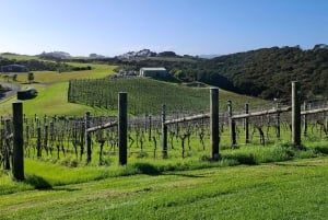Da Auckland: Tour delle cantine dell'isola di Waiheke