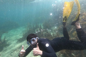 From Leigh: Goat Island Advanced Guided Snorkeling Tour