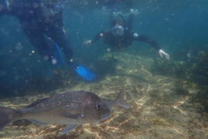From Leigh: Goat Island Advanced Guided Snorkeling Tour