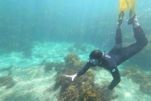 From Leigh: Goat Island Advanced Guided Snorkeling Tour