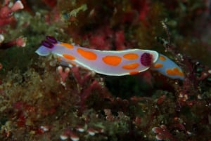 Goat Island Guided Snorkelling Tour For Advanced