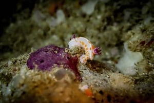 Goat Island Guided Snorkelling Tour For Advanced