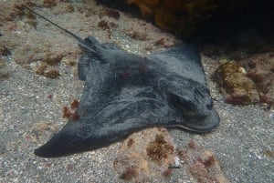 Goat Island Guided Snorkelling Tour For Advanced