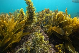 Goat Island Guided Snorkelling Tour For Advanced