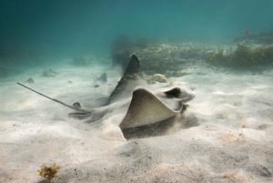 Goat Island Guided Snorkelling Tour For Advanced