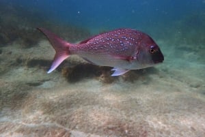 Goat Island Guided Snorkelling Tour for Beginners