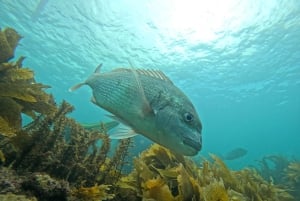 Goat Island Guided Snorkelling Tour for Beginners
