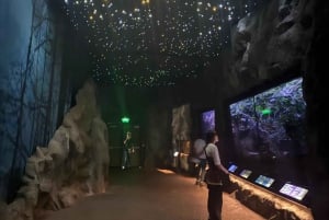 Halvdagstur i Auckland – byomvisning i byen av seil