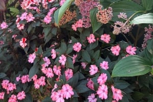 Halvdagstur i Auckland – byomvisning i byen av seil