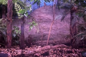 Halvdagstur i Auckland – byomvisning i byen av seil