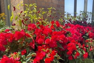 Halvdagstur i Auckland – byomvisning i byen av seil