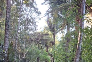 Auckland: Vandring i West Aucklands regnskog och vattenfall