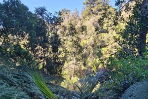 Auckland: Vandring i West Aucklands regnskog och vattenfall