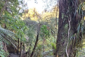 Auckland: Vandring i West Aucklands regnskog och vattenfall