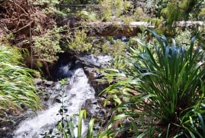 Auckland: Vandring i West Aucklands regnskog och vattenfall