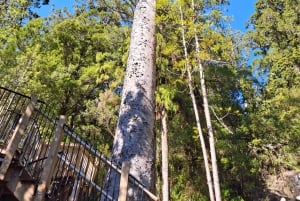 Auckland: Vandring i West Aucklands regnskog och vattenfall