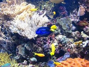 Kelly Tarlton's SEA LIFE Aquarium