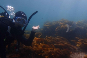 Leigh: Goat Island Guided Diving Tour for Certified Diver