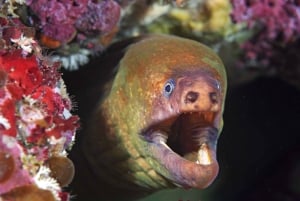Little Barrier Island: charter di immersioni subacquee di un'intera giornata