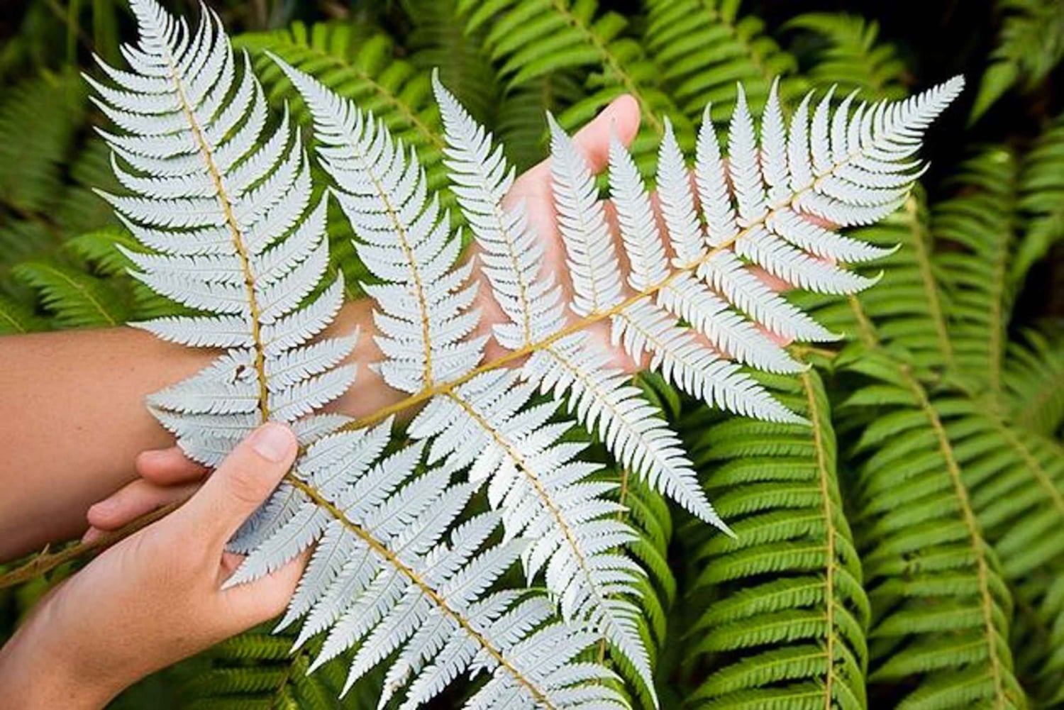 Luxury Auckland Maori Tour