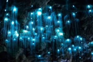 Luksuriøs dagsomvisning: Waitomo Glowworm Caves og Hobbiton Movie Set