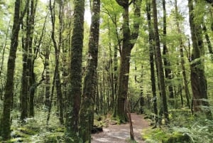 Milford Sound, Mount Cook & More: 4 Day Tour from Auckland