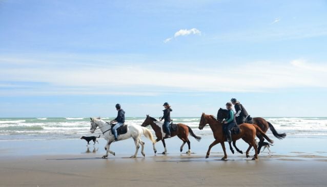 Muriwai Beach Horse Treks