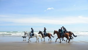 Muriwai Beach Horse Treks