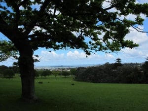 Maungakiekie / One Tree Hill