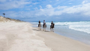 Pakiri Beach Horse Rides
