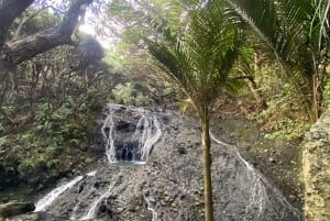 Piha & Karekare - Aucklandin ulkopuolella Yksityinen kierros