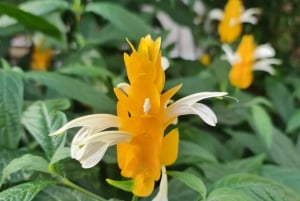 Visite privée sur mesure : Visite des joyaux cachés de la ville d'Auckland