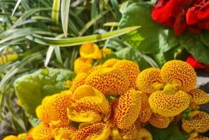 Visite privée sur mesure : Visite des joyaux cachés de la ville d'Auckland