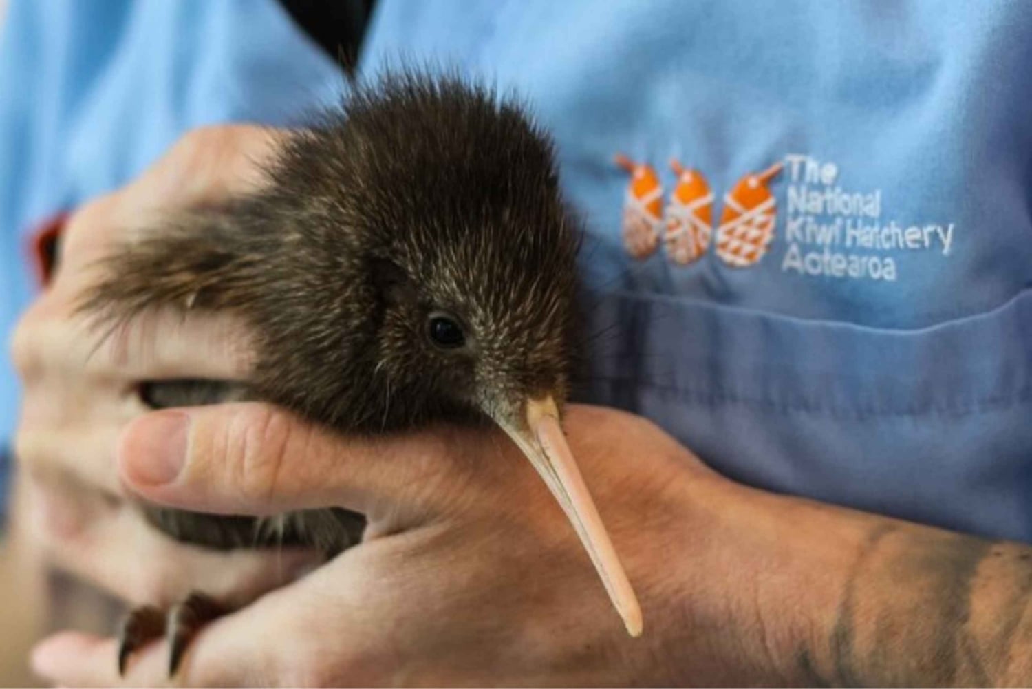 Privédagtour - Rotorua, kiwi-broederij en maori-cultuur