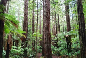 Частный роскошный Окленд - Геотермальные чудеса Роторуа