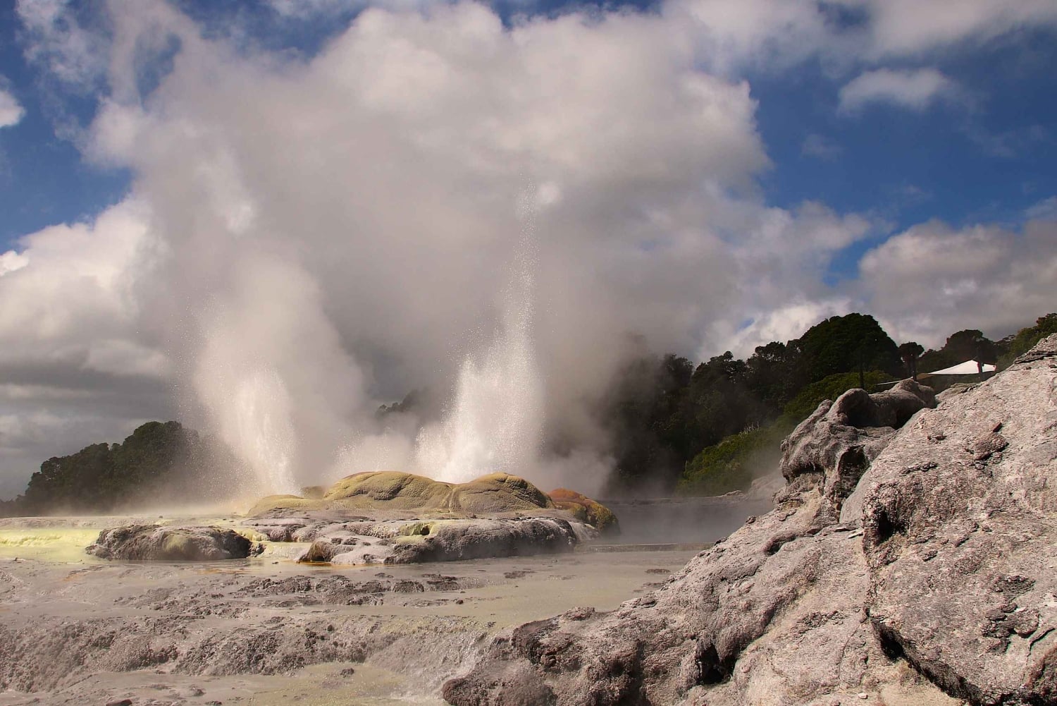 Rotorua: Glühwürmchenhöhle, Redwoods Forest & Te Puia Tour